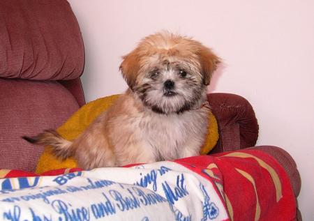 Petit chiot  . 
