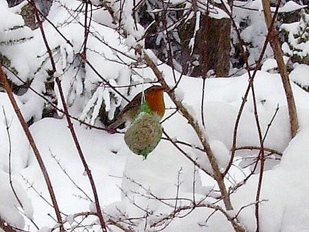 Belles photos de mon amie fraisesdebois , beau petit oiseau .