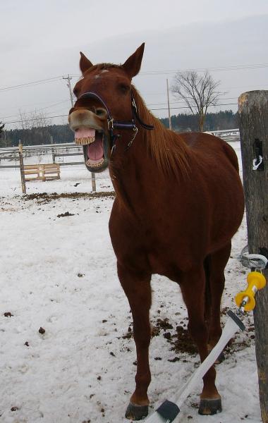Le cheval qui rit !!